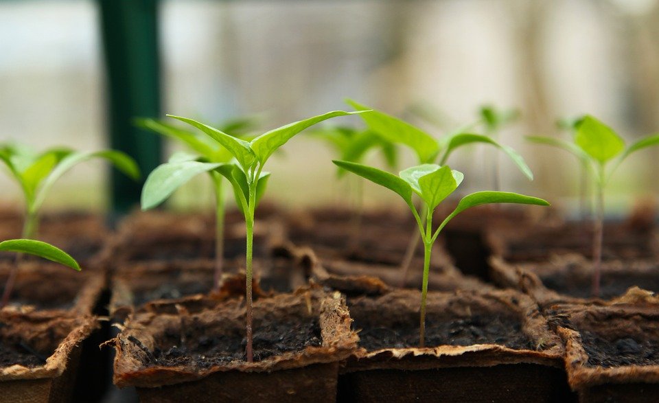 ‘Farm to Fork’ Growing Project